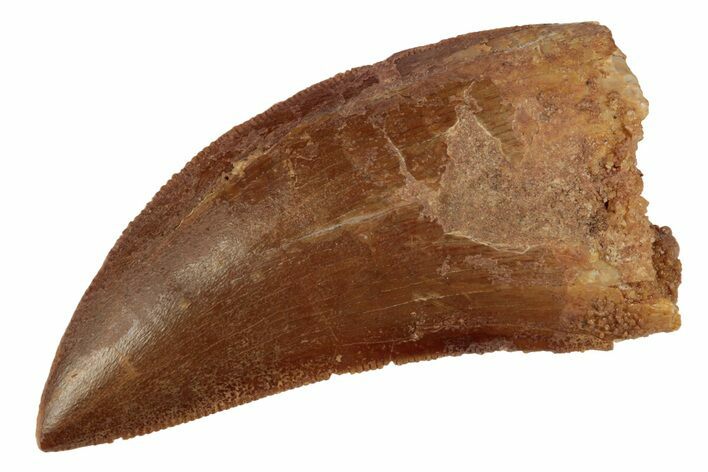 Serrated, Juvenile Carcharodontosaurus Tooth #200755